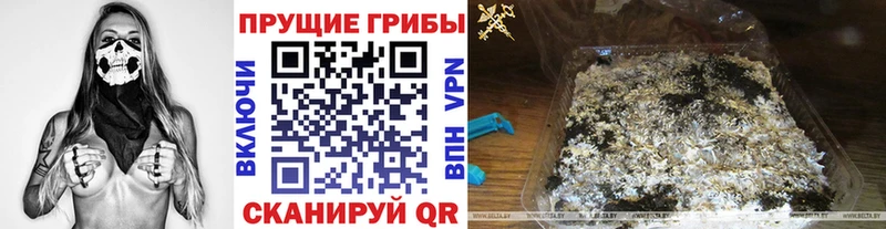 Галлюциногенные грибы Psilocybe  Купить закладки  Долинск 